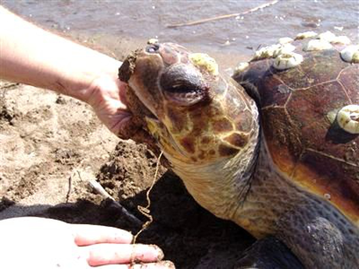 Caretta Carettayı Tatilciler Kurtardı