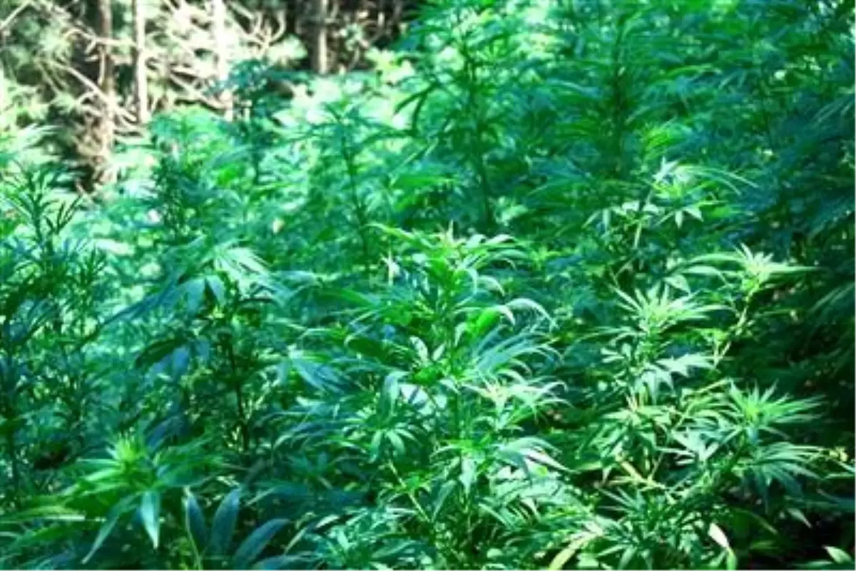 İstanbul\'da "Zehir Tarlaları" Helikopterle Böyle Tespit Edildi