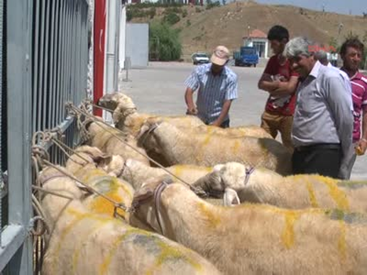 Kırıkkale\'de 95 Damızlık Koç Üreticilere Dağıtıldı Kırıkkale\'de 95 Damızlık Akkaraman Irkı Kangal...