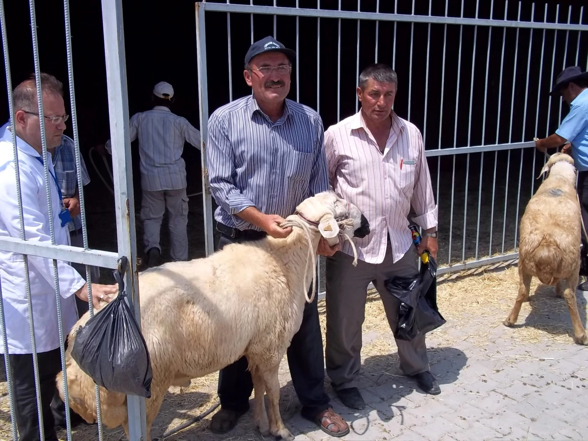 Kırıkkale\'de Damızlık Koyun Dağıtımı Yapıldı