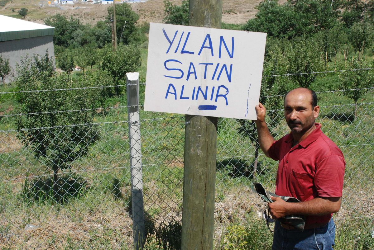 "Yılanı Getir, Parayı Götür"