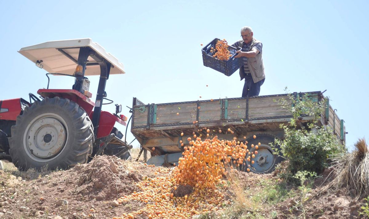 Nevşehirli Üretici 2 Ton Kayısıyı Çöpe Döktü