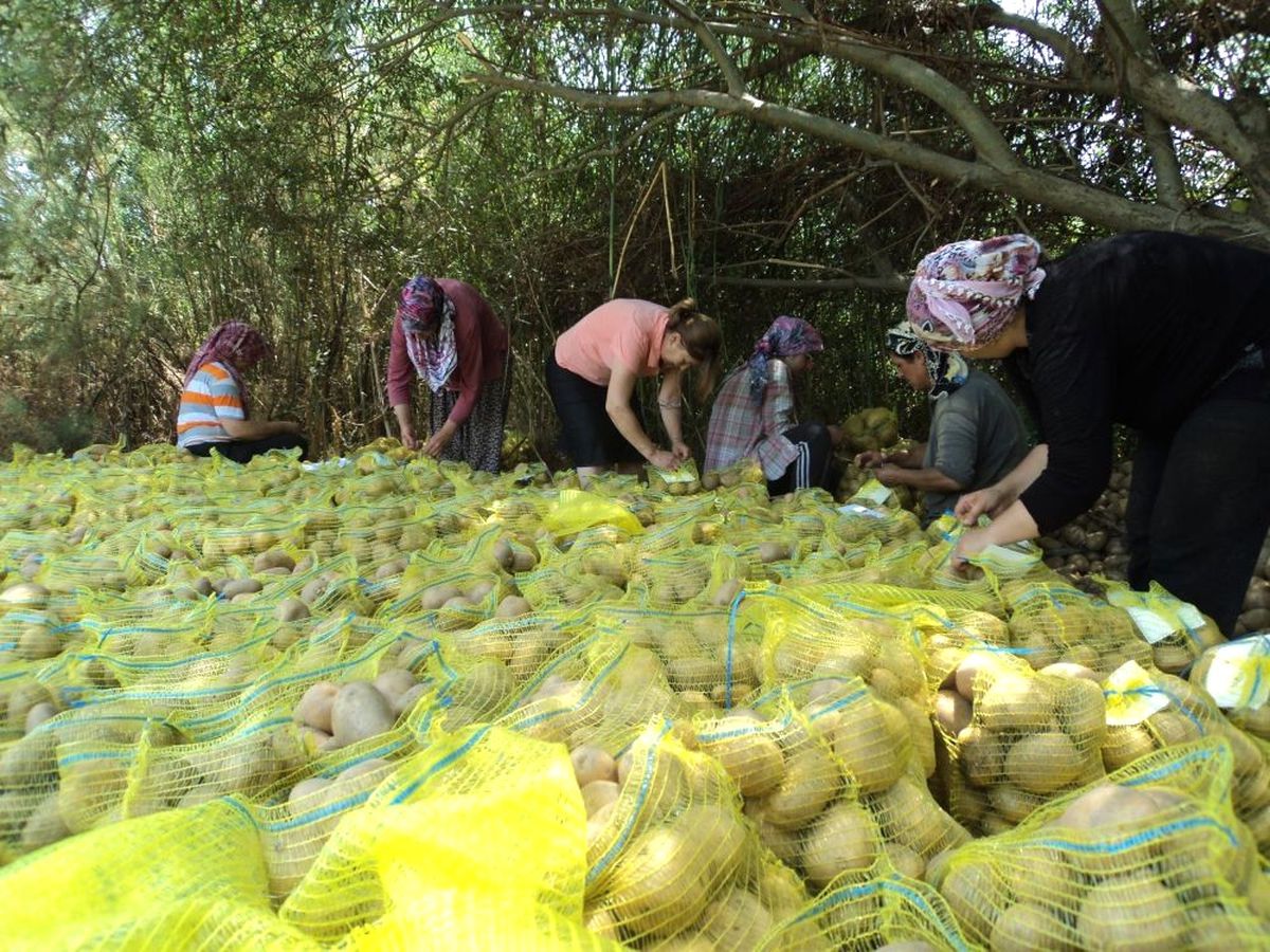 Ödemiş Kadın Kooperatifi\'nden Çevre Belediyelere Ramazanlık Patates Paketi