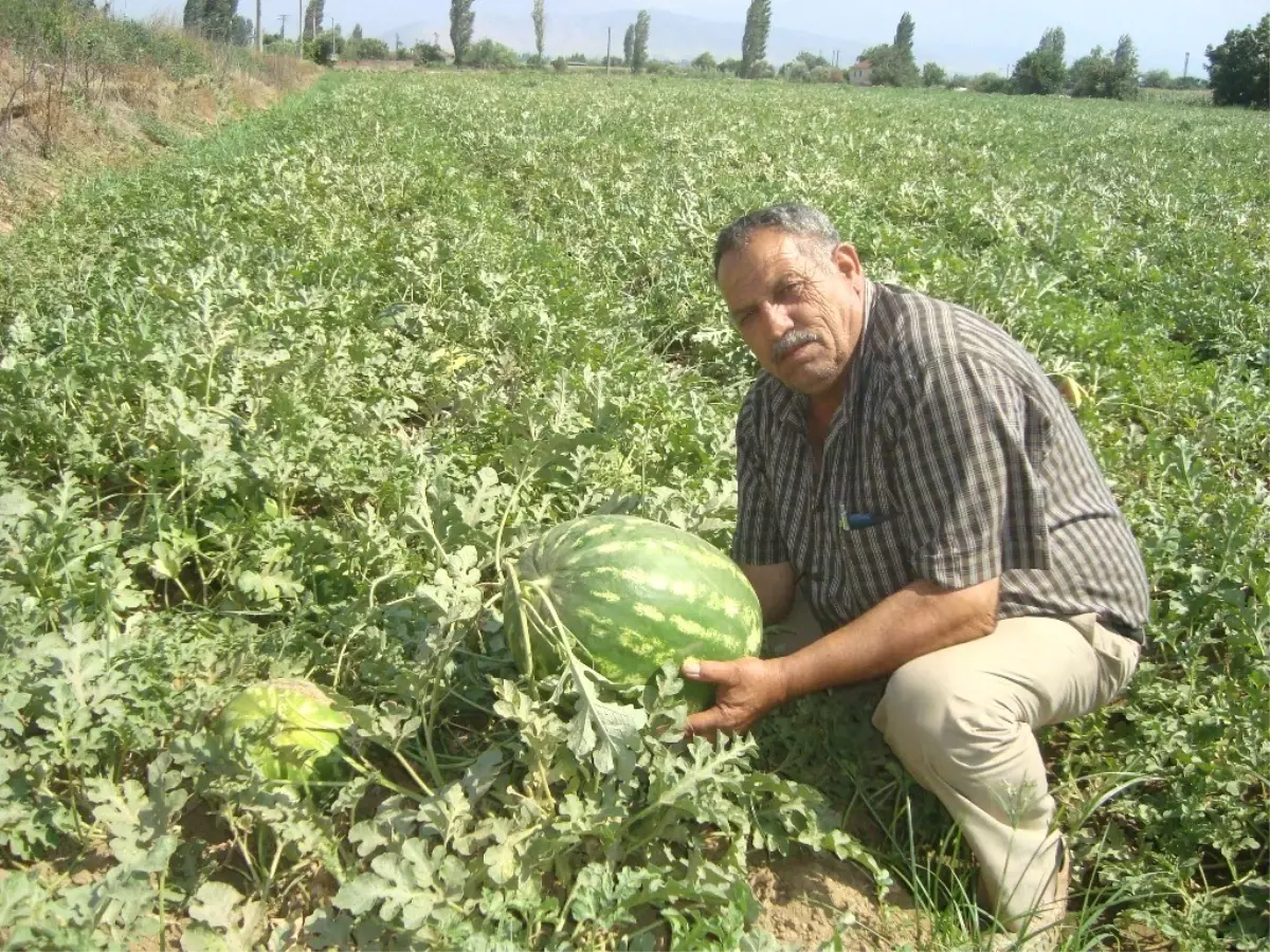 Ödemişli Karpuz Üreticisinden Tire Belediye Başkanına Sitem