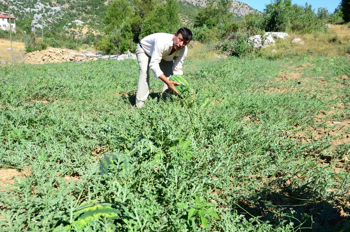 Yaylada Karpuz Yetiştirdi