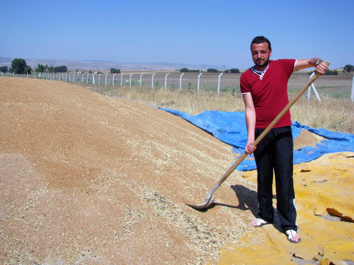 Yozgatlı Çiftçiler Hububatta Rekolde Düşüklüğünden Dolayı Bu Yıl Sevinemedi
