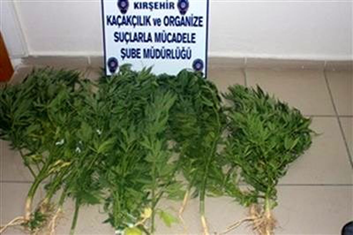 12 Adet Kenevir Ele Geçirildi