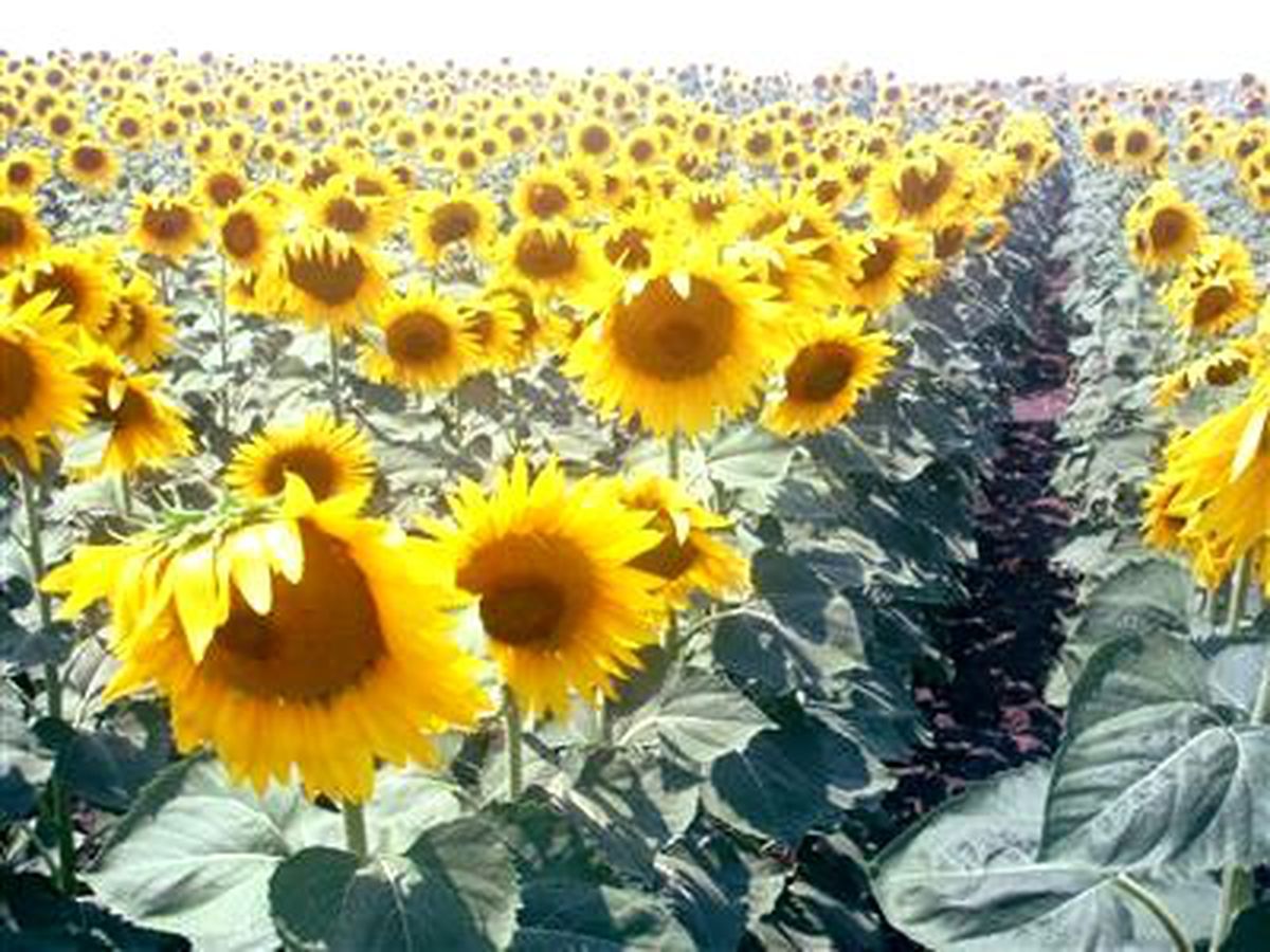 Muş Ekonomisi Ayçiçeği ile Canlanacak