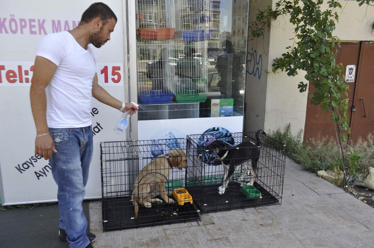 Evcil Hayvanlar da Sıcaklardan Bunalıyor