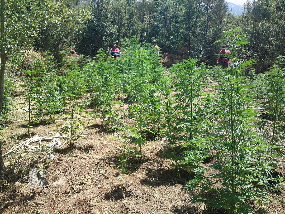 Fethiyede 150 Metre Hortum Çekerek, Hint Keneviri Yetiştiren Şahıs Gözaltına Alındı