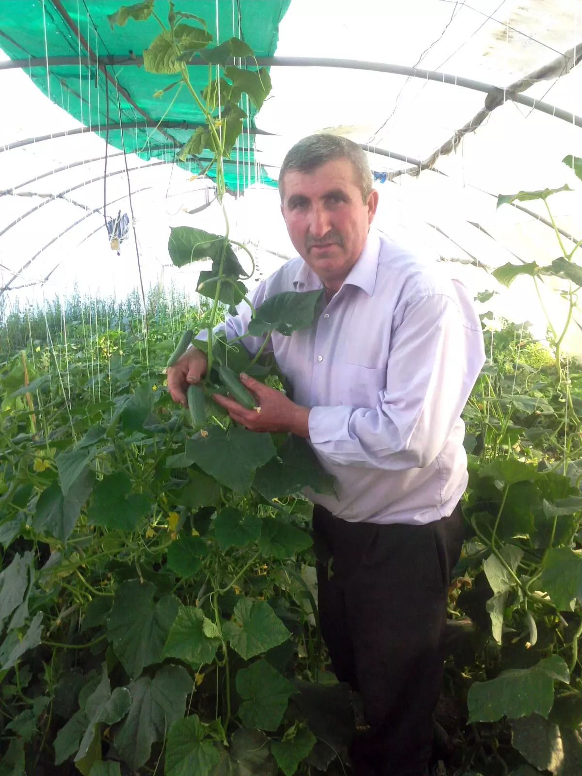 Hasankale Salatalığı Görücüye Çıktı