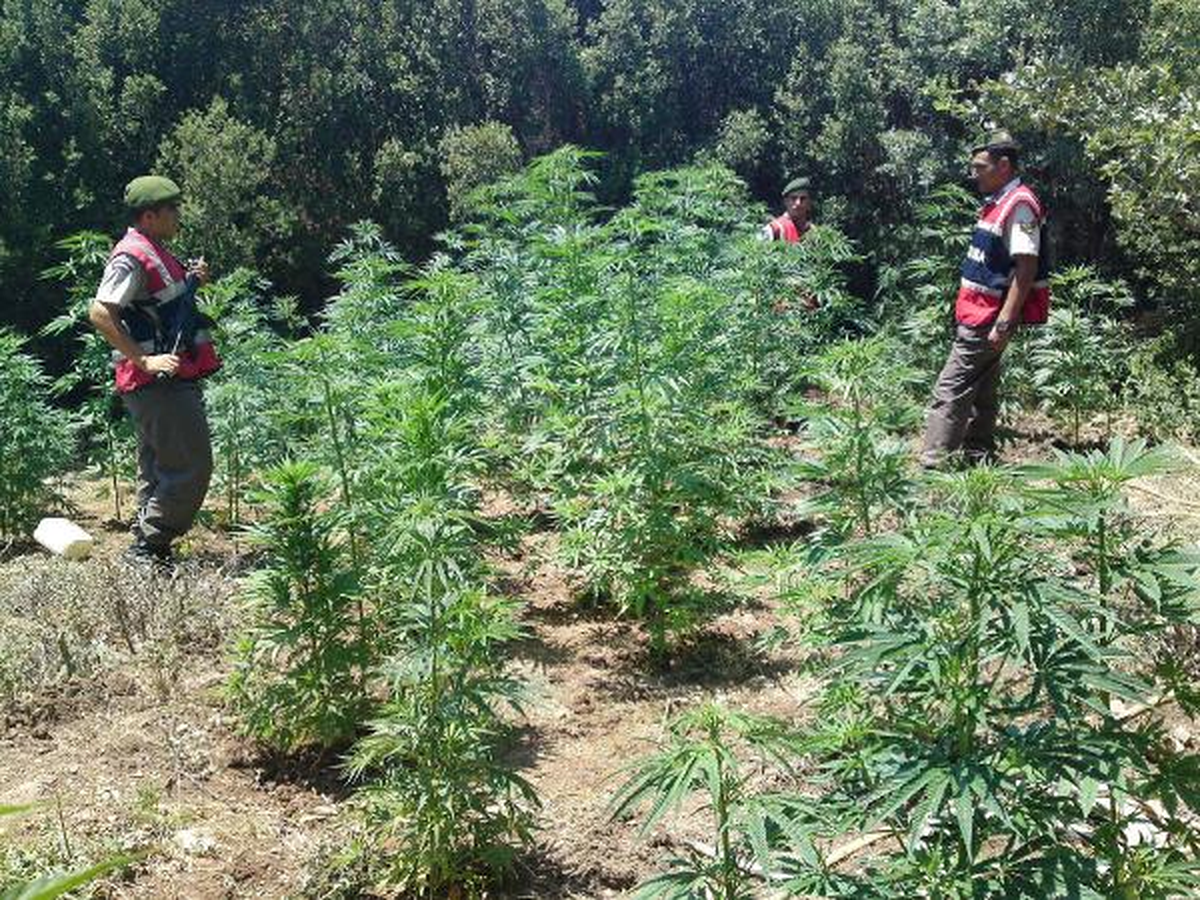 Hortumu Takip Eden Jandarma Kenevir Tarlası Buldu