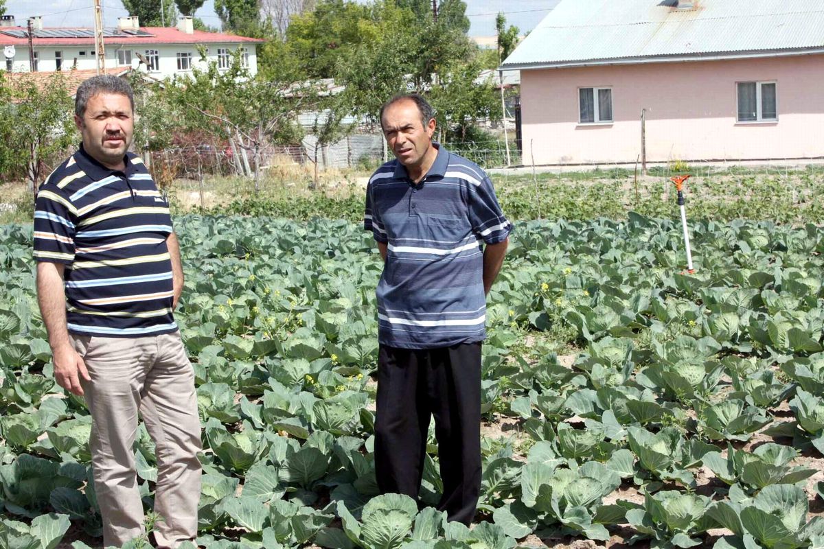 Kangal\'da Bahçe Tarımı Gelişiyor