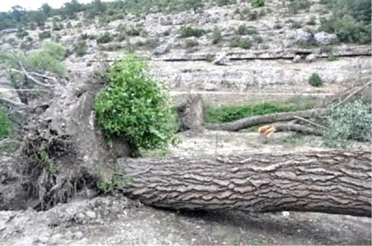 Kütahya\'da Hortum Ağaçları Kökünden Söktü