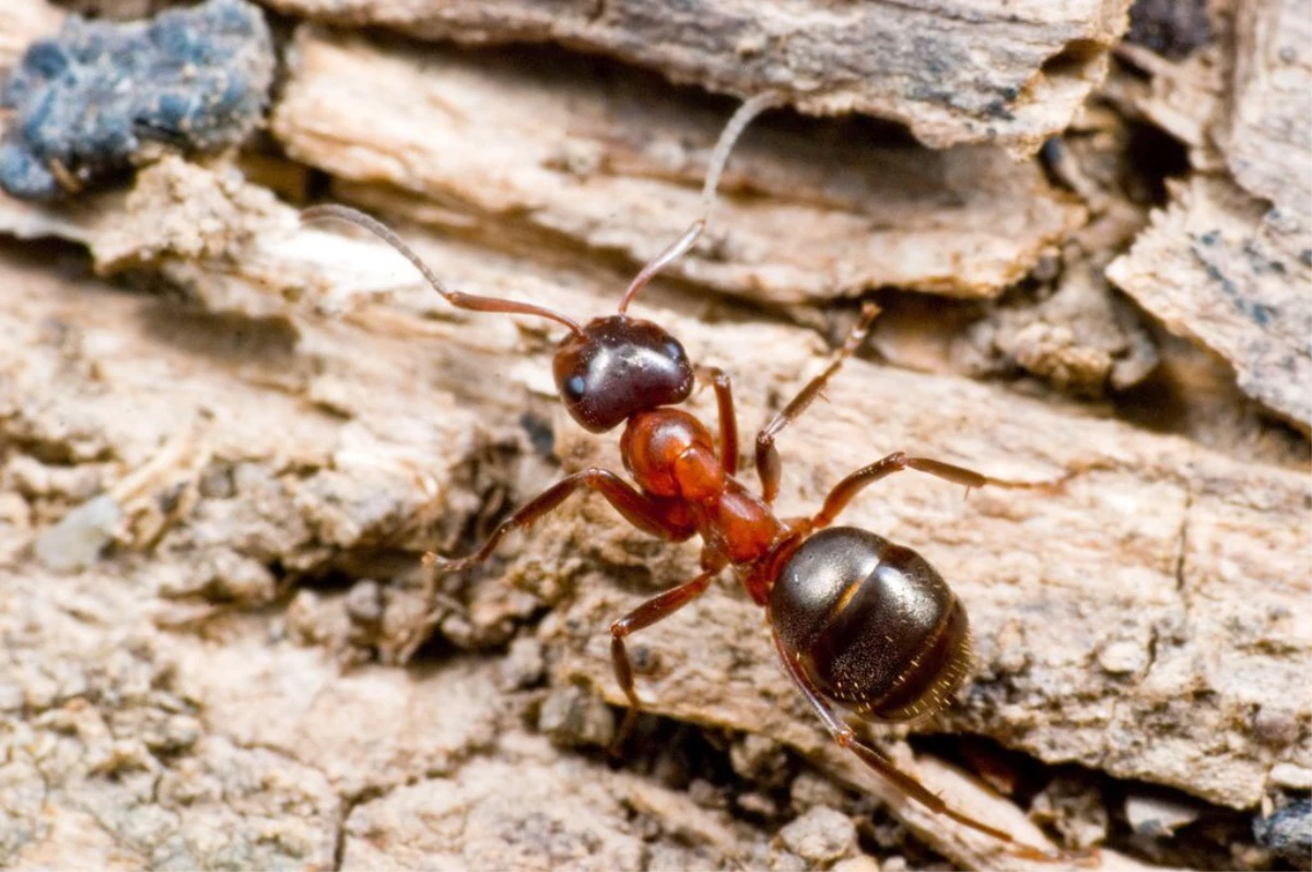 Orman Terminatörleri: Kırmızı Karıncalar