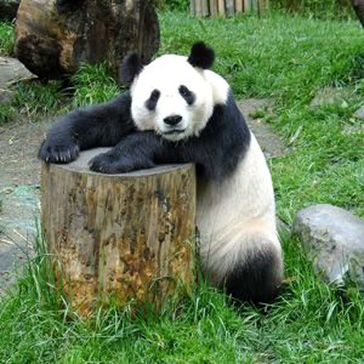Tokyo Hayvanat Bahçesindeki Yavru Panda Öldü