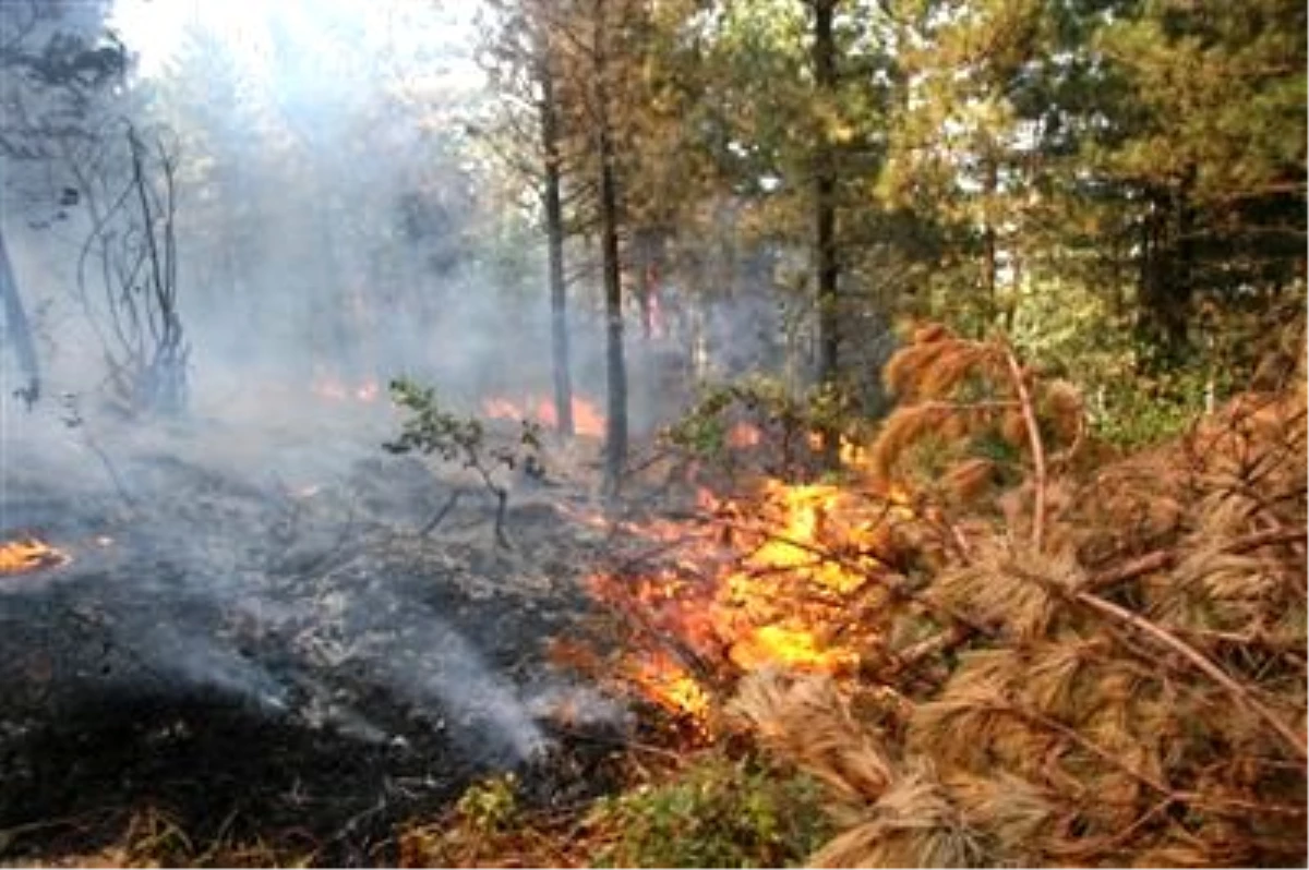 Uludağ Eteklerinde Orman Yangını