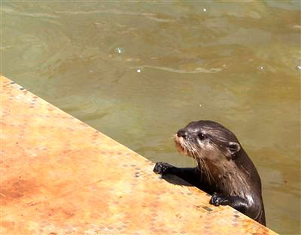 Hayvanat Bahçesinin Yeni Konukları Su Samurları