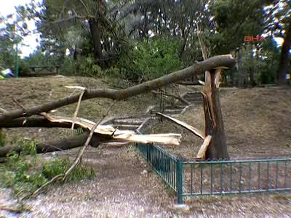 Hortum, Ağaçları Kökünden Söktü