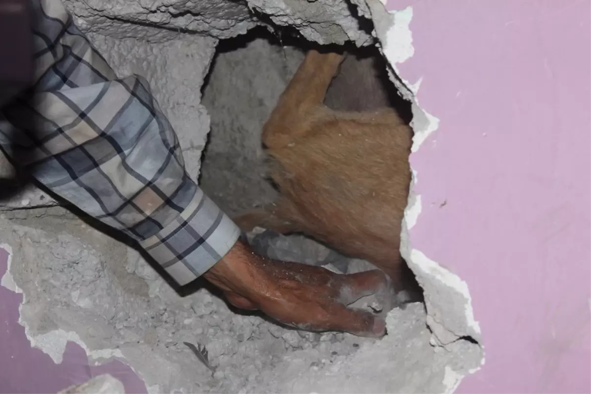 Ağrı'da Köpek Kurtarma Operasyonu
