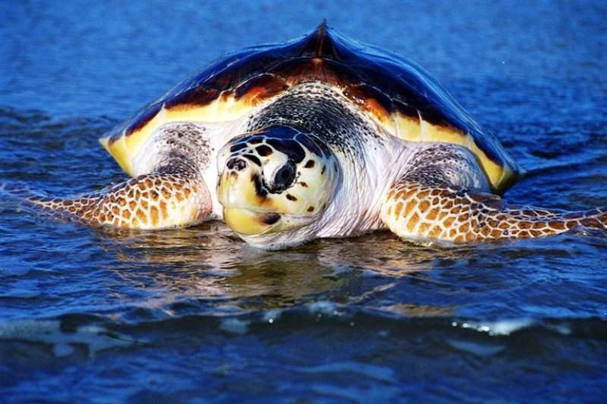 Denize Giren Kadını Caretta Caretta Isırdı