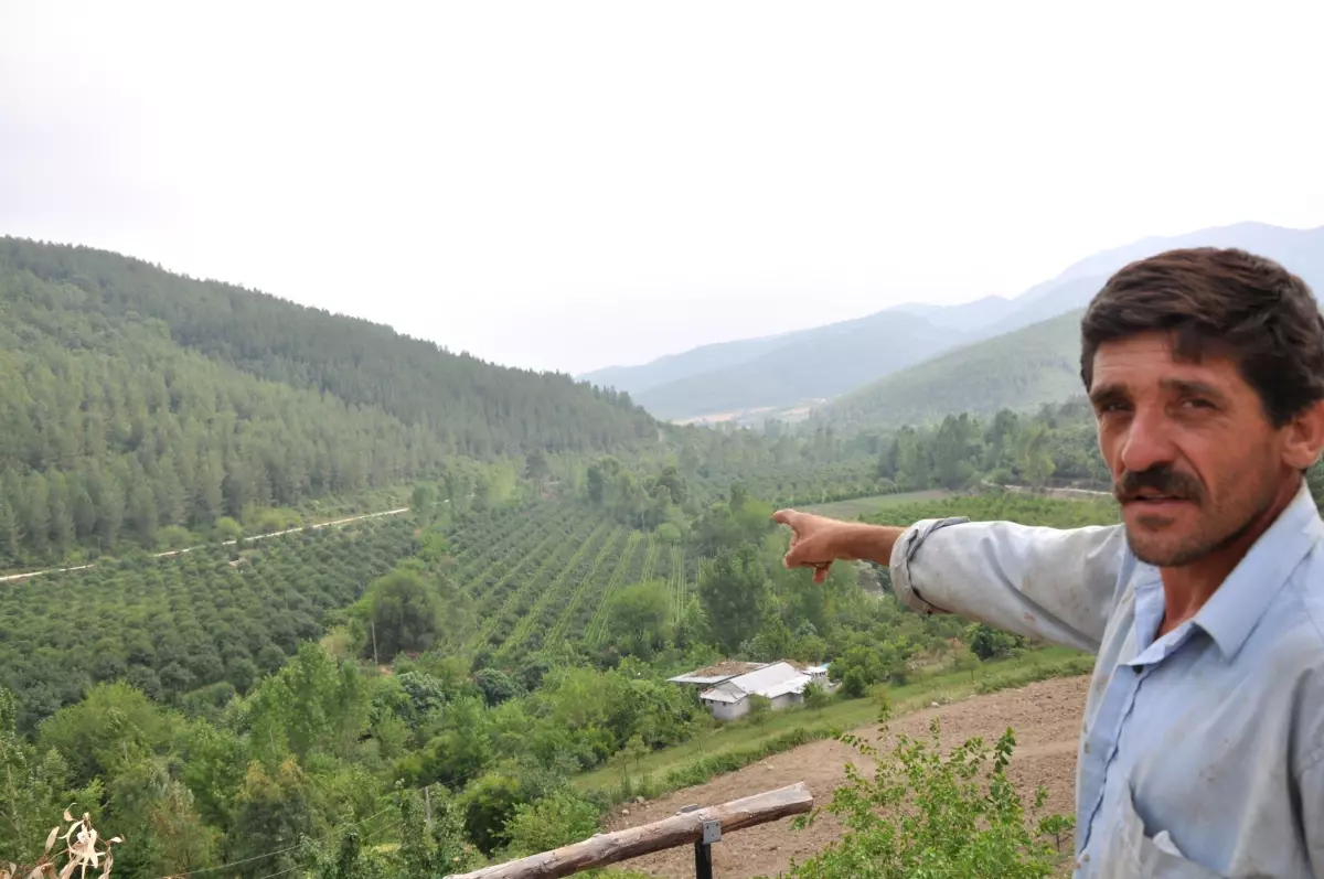 Köylüler İstimlak Edilen Yerdeki Ağaçların Değerini İstiyor