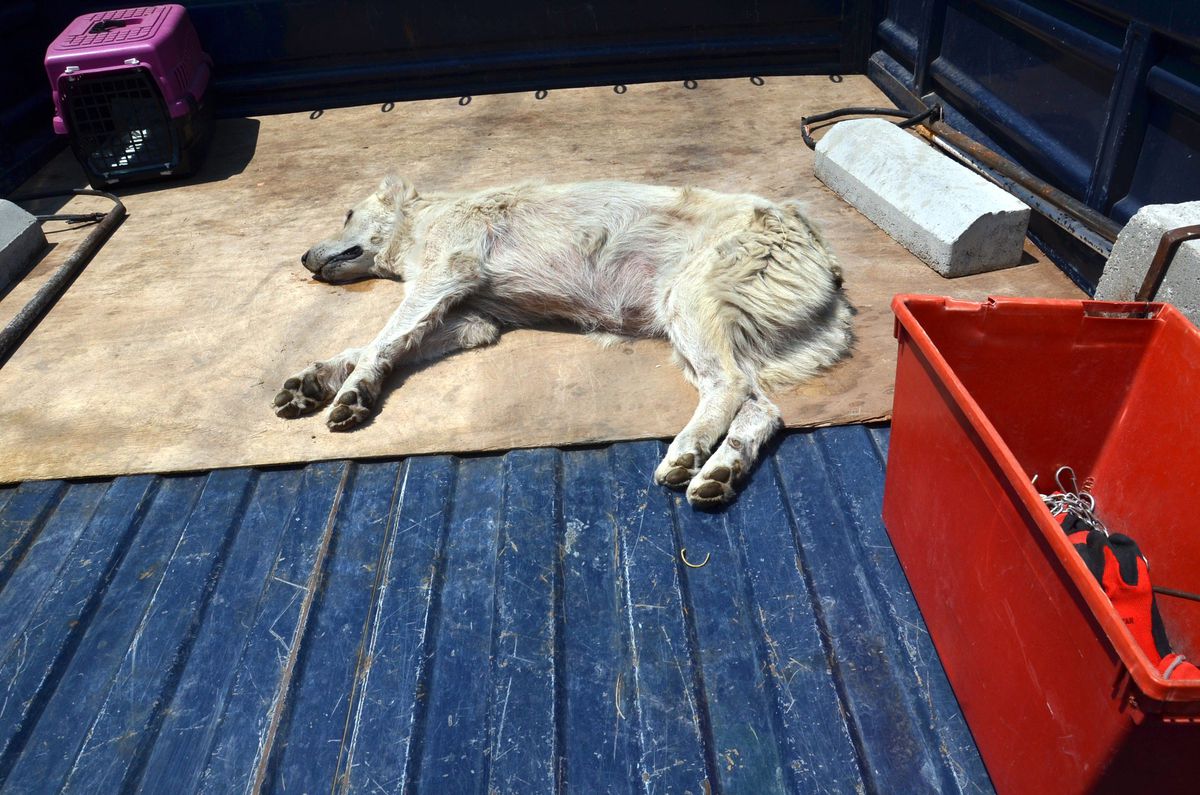 Kuduz Köpek Sahiplerini Isırdı