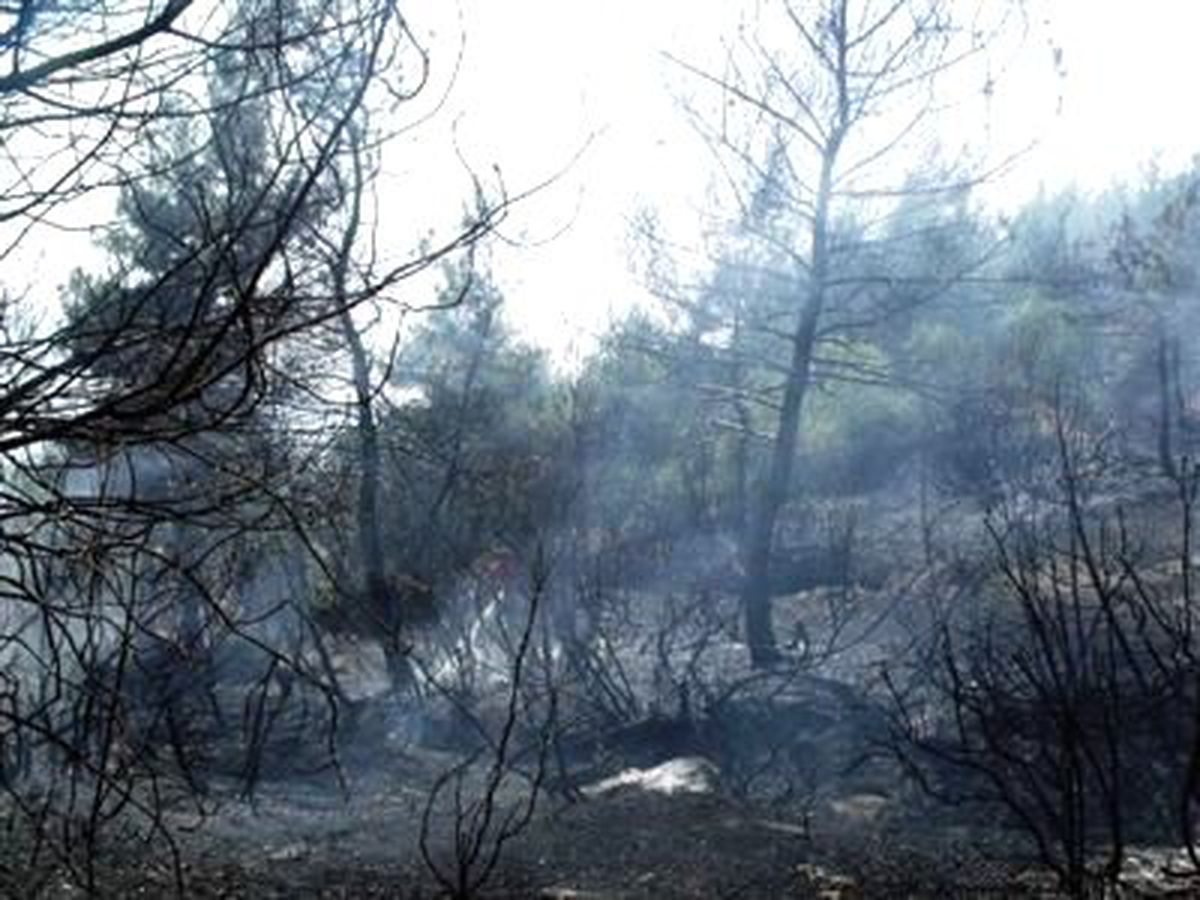 Sakarya\'da 5 Hektar Orman Yandı