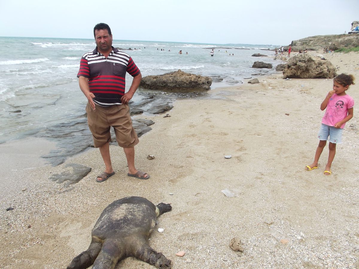 Yumurtalıkta Caretta Ölümleri Devam Ediyor