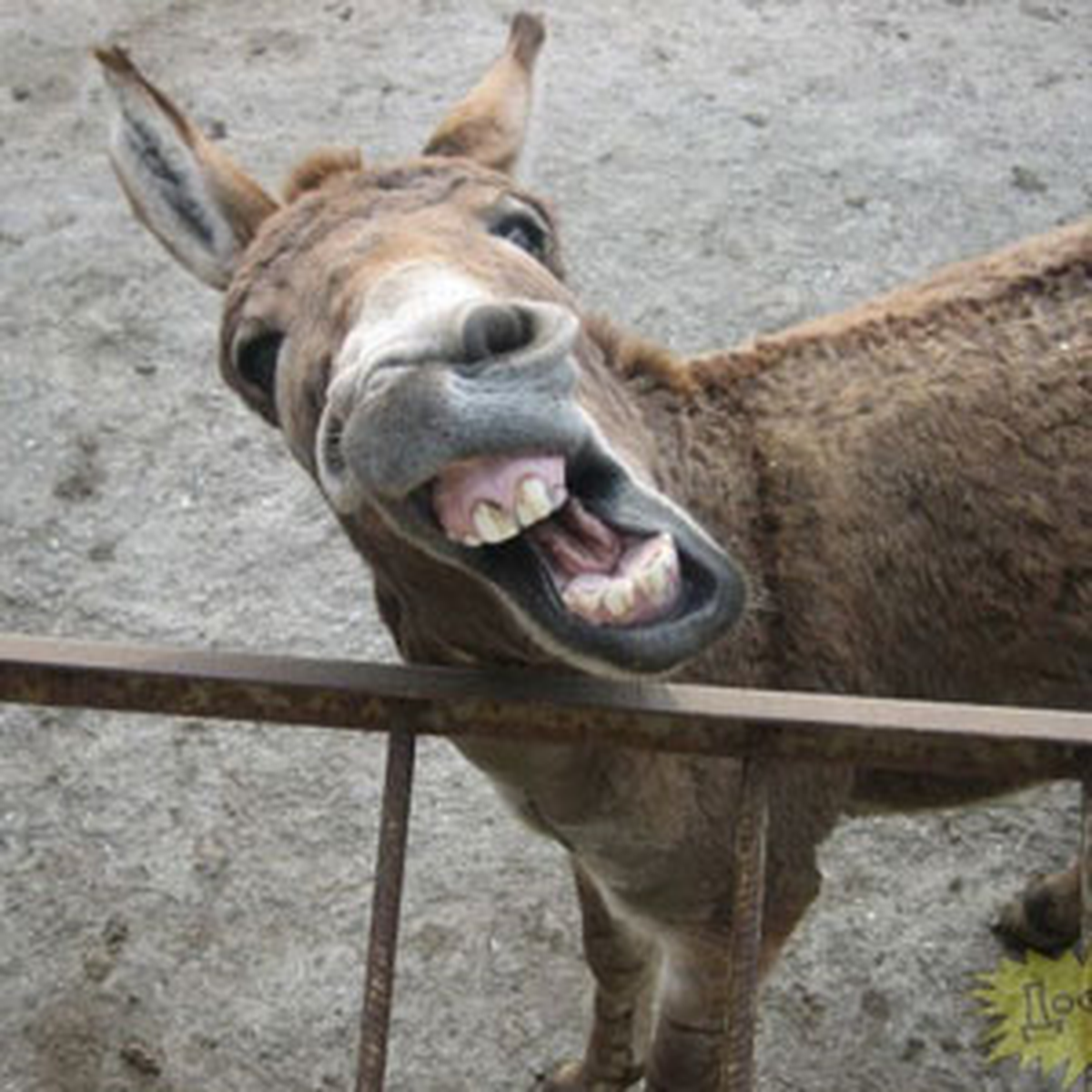 Boşanmaya 'Eşek' Bahanesi Kavgasının Ardından