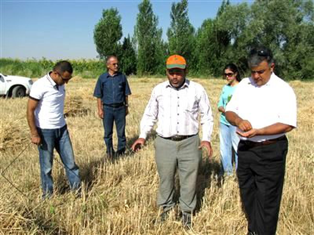 Ereğli\'de Buğday Hasadı Sürüyor