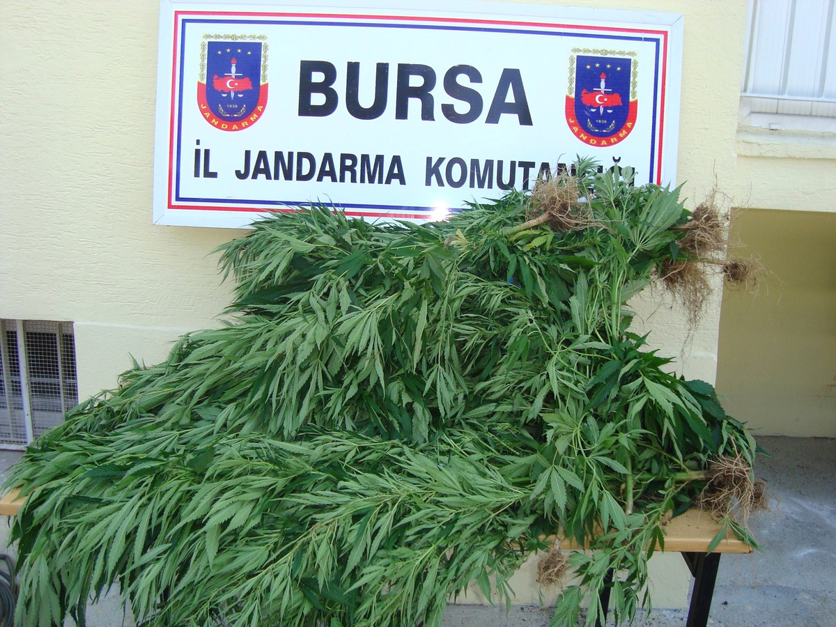 Esrar Satışı Yapan Kardeşlere Jandarmadan Baskın