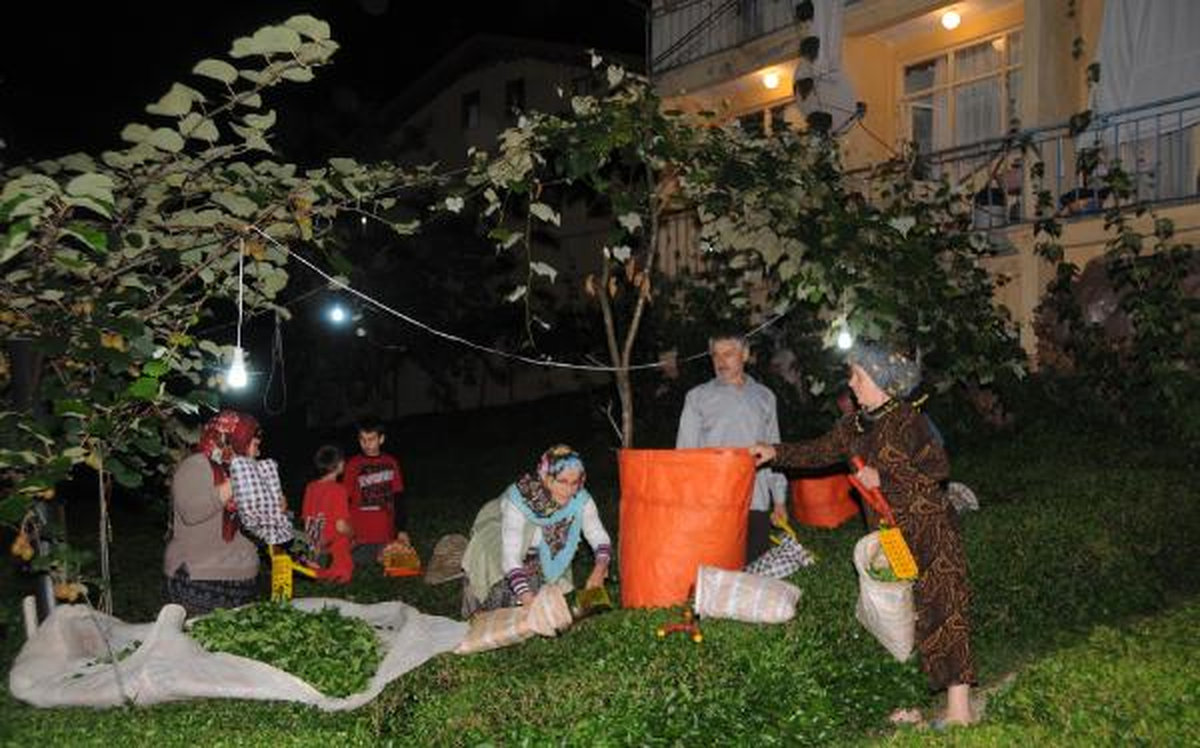 Gece Çay Hasadı İçin Aydınlatmalı Çözüm