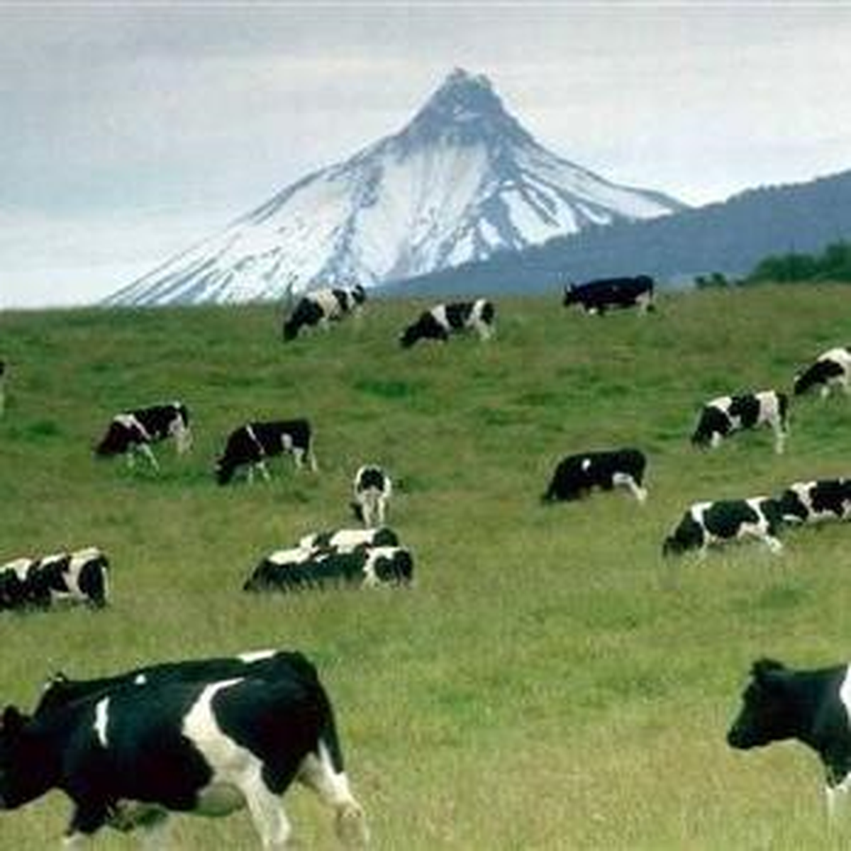 Organik Hayvancılığa Ödeme Şekilleri Belirlendi
