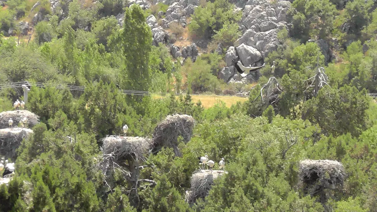 Ana Kuzusu Leylekler