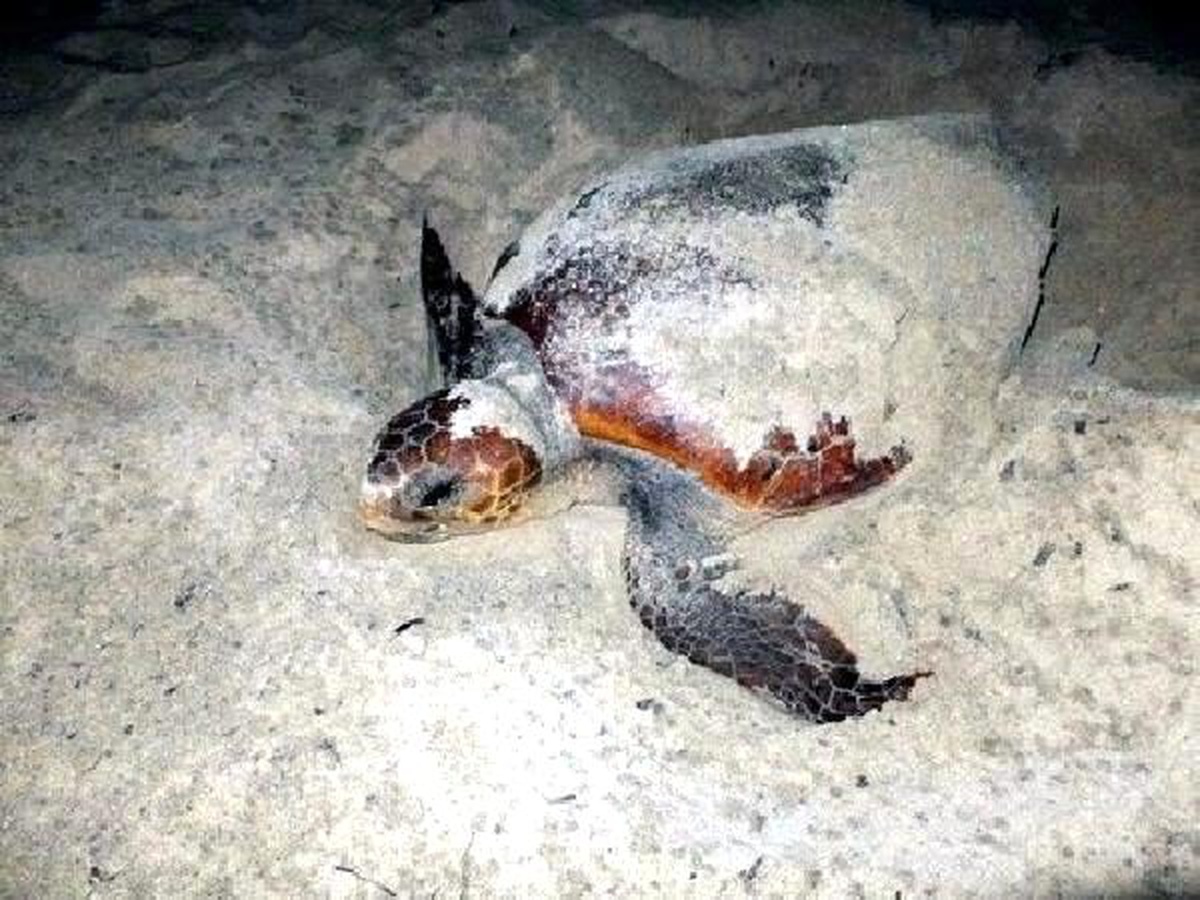 Kuşadası\'nda Caretta Caretta Nöbeti