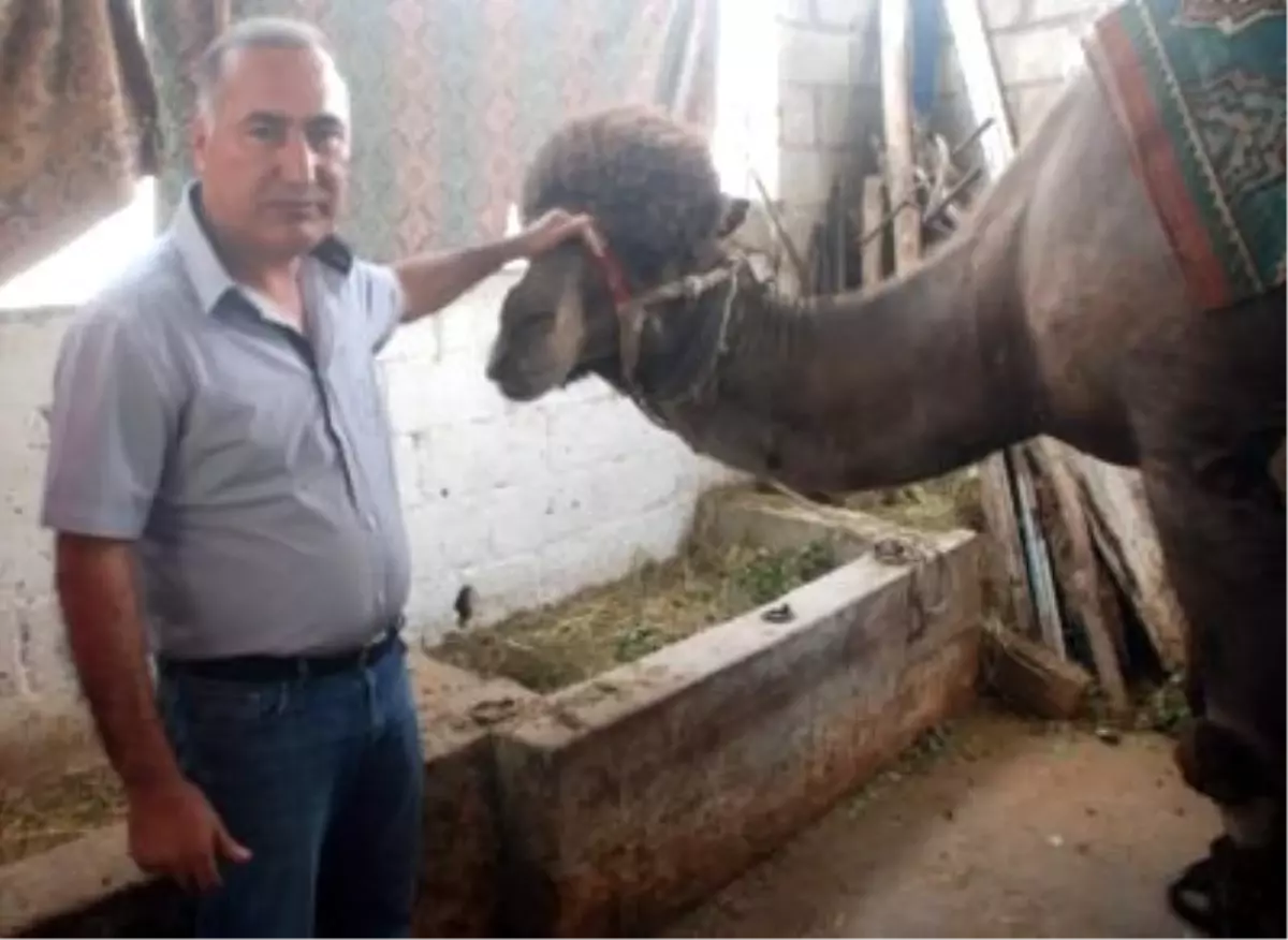 'Şampiyon Deve' Kışın Güreşiyor Yazın Turist Gezdiriyor