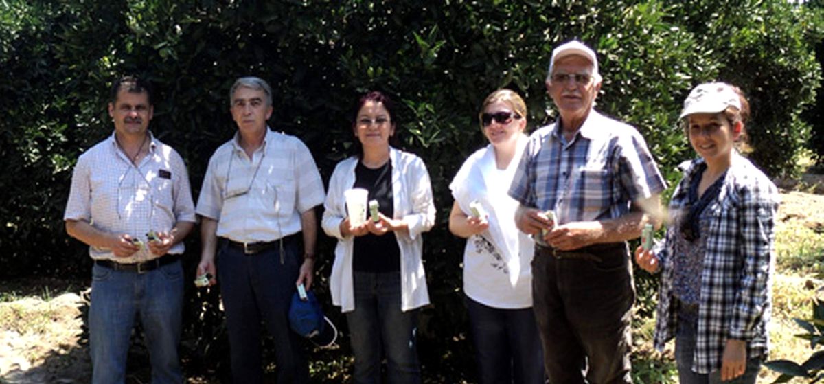 Turunçgilde Unlu Bitle Mücadele Devam Ediyor
