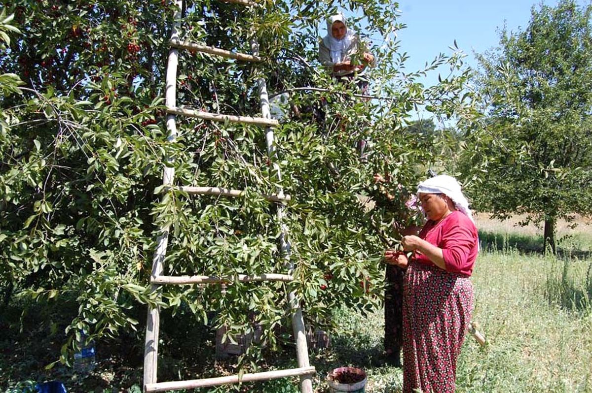 Vişne, 2 Lira 20 Kuruş Oldu
