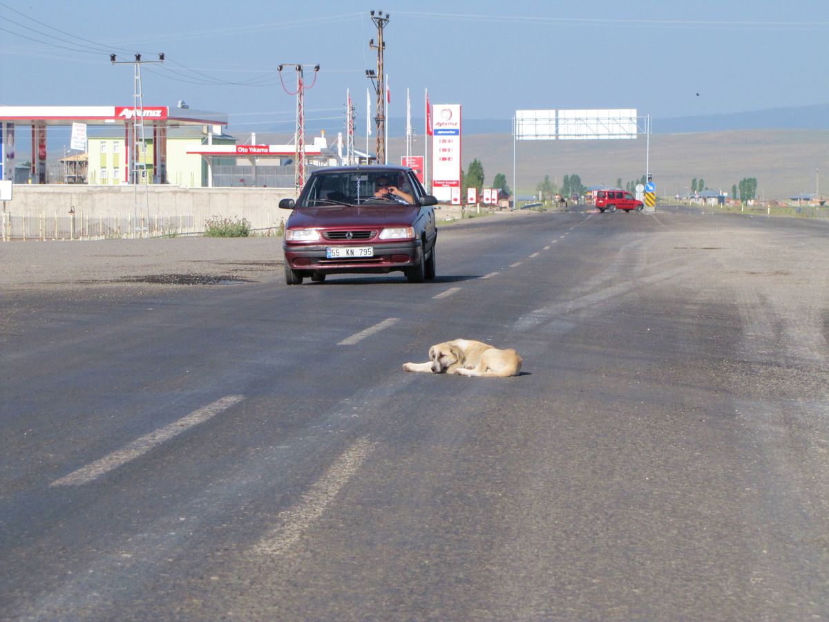 Başıboş Sokak Köpekleri Trafikte Tehlikeye Neden Oluyor