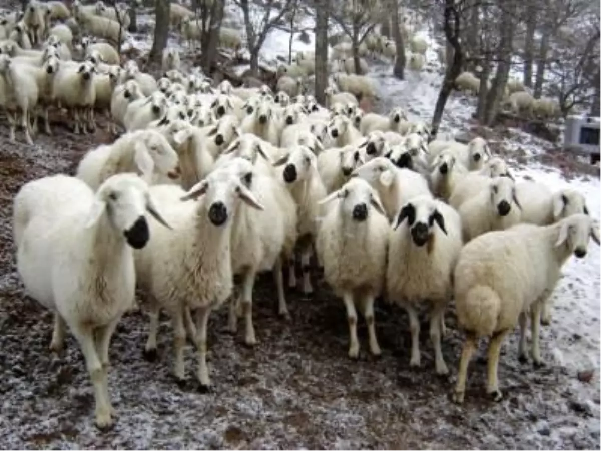 Gıda, Tarım ve Hayvancılık Bakanı Eker Açıklaması