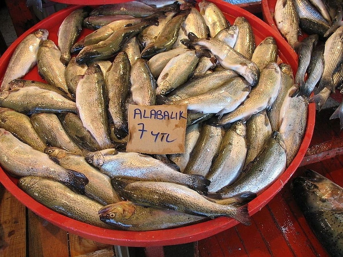 Ordu\'nun Alabalıkları Doğurgan Çıktı