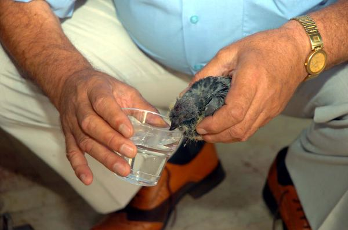 Sıcaktan Etkilenen Yavru Karga Suyla Serinletildi