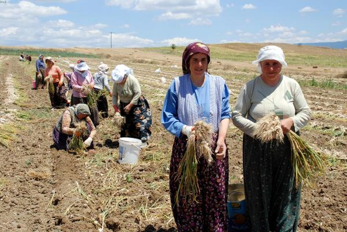 Taşköprü\'nün \'Beyaz Altın\'ı Sarımsak Bu Yıl da Yüz Güldürüyor