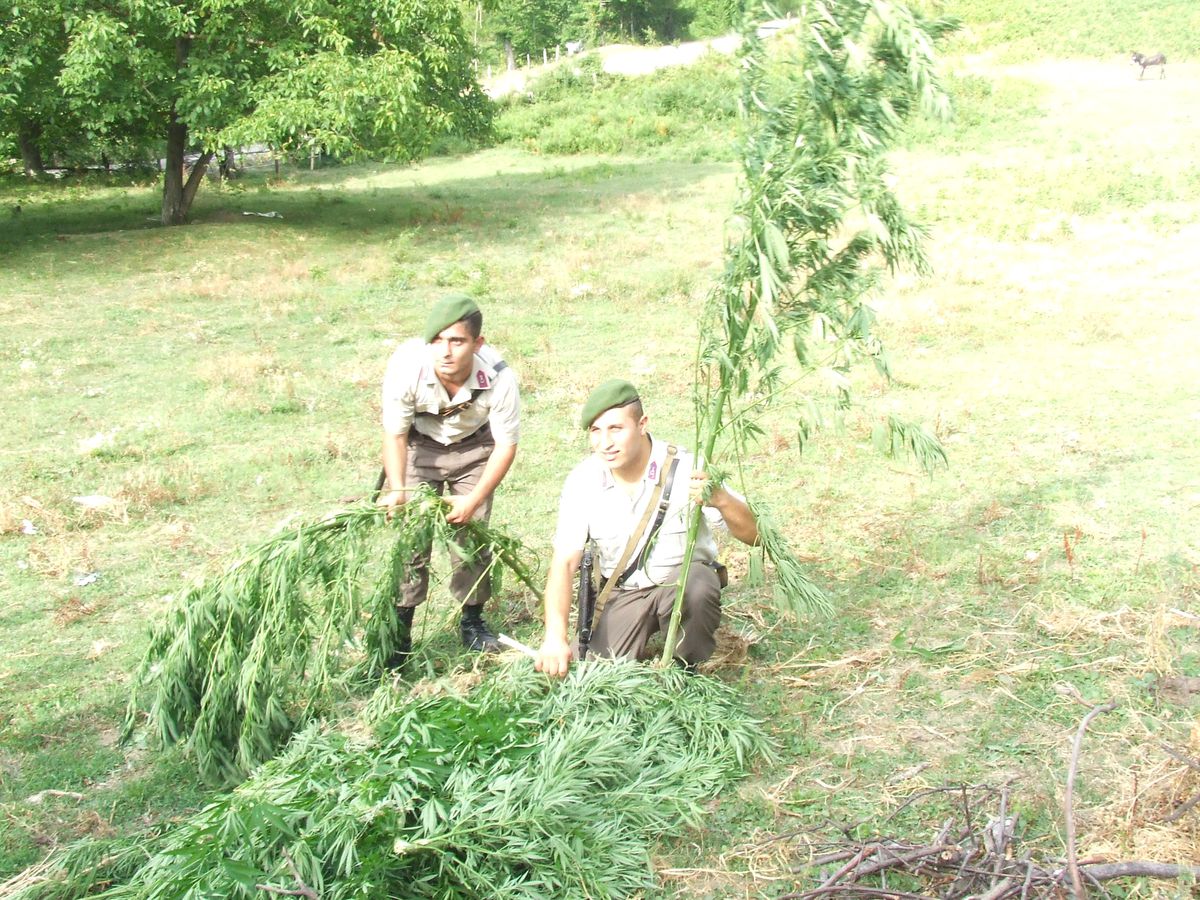 Jandarmadan Kenevir Operasyonu