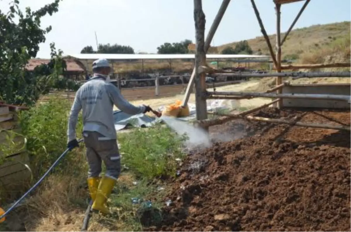 Karasinekler Hasta Etmeden Yok Ediliyor