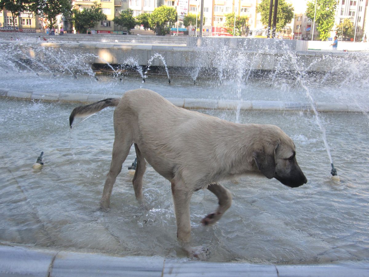 Köpekler Süs Havuzunda Serinliyor