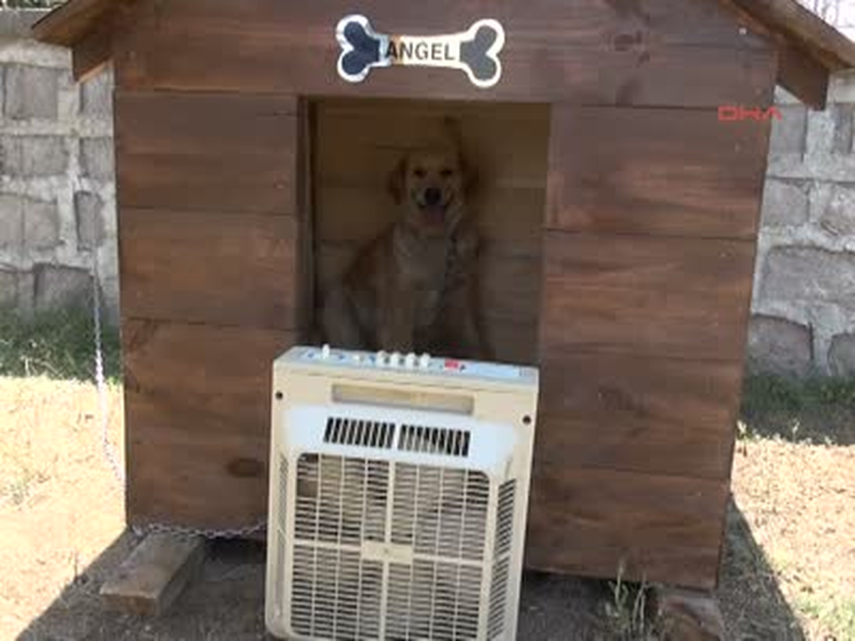 Köpeklerini Vantilatörle Serinletiyor