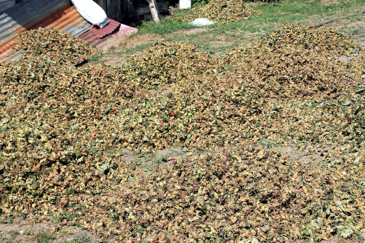 Ordu\'da Fındık Hasadı Başladı