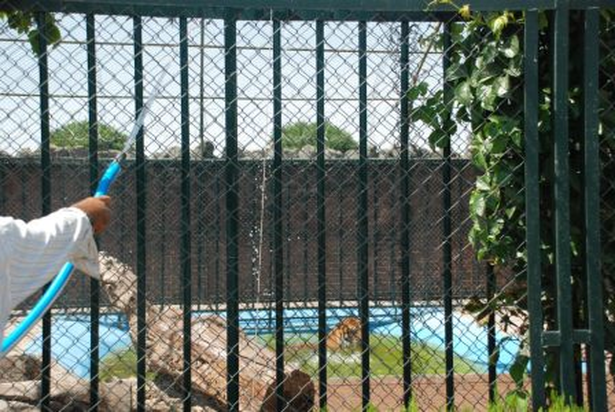 Sıcak Havalarda Hayvanlar Fıskiye ile Serinletiliyor